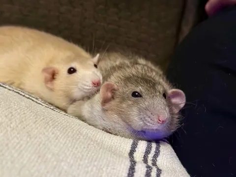 President Link would’ve been 3 today 💔