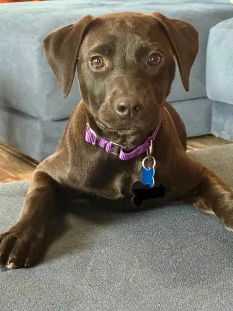 Meet Heidi! We adopted her today!