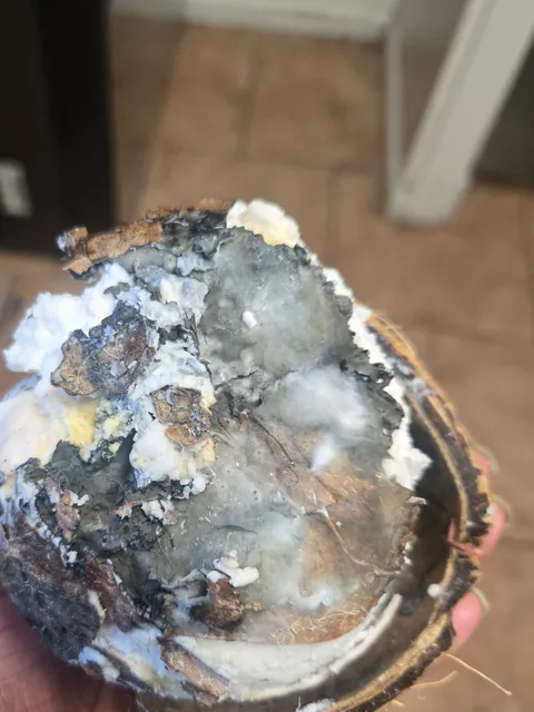 Was drinking this coconut and noticed it tasted like alcohol so I cracked it open