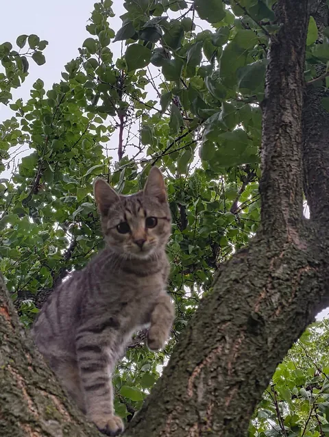 Update: the cat came back!!!!