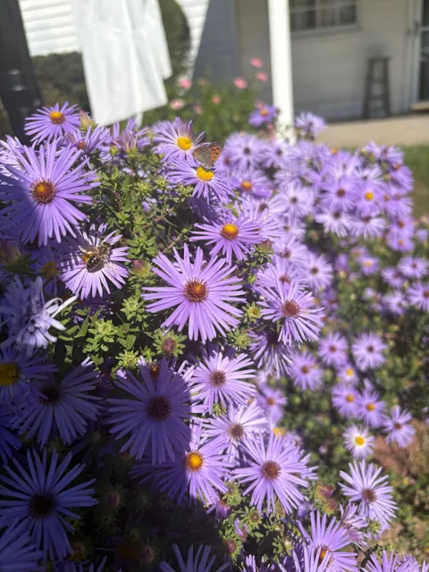 Year 3 for my asters