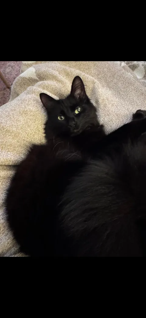 I’m abroad for ten days and I miss himmmmm