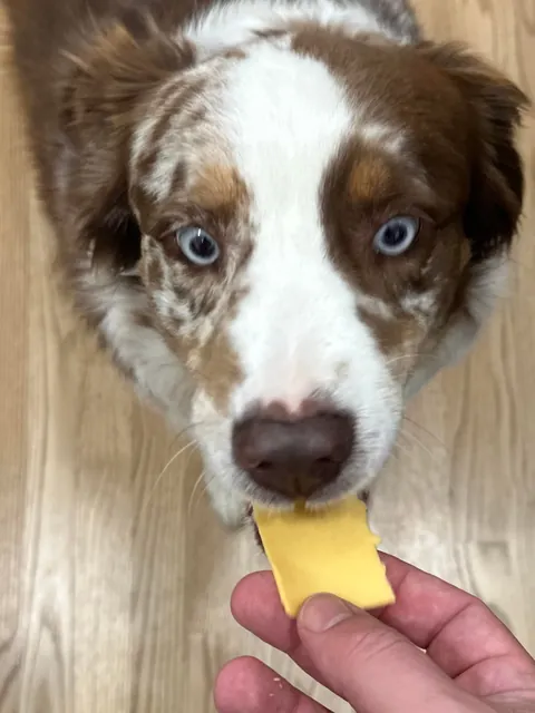 [homemade] hot ham and cheese