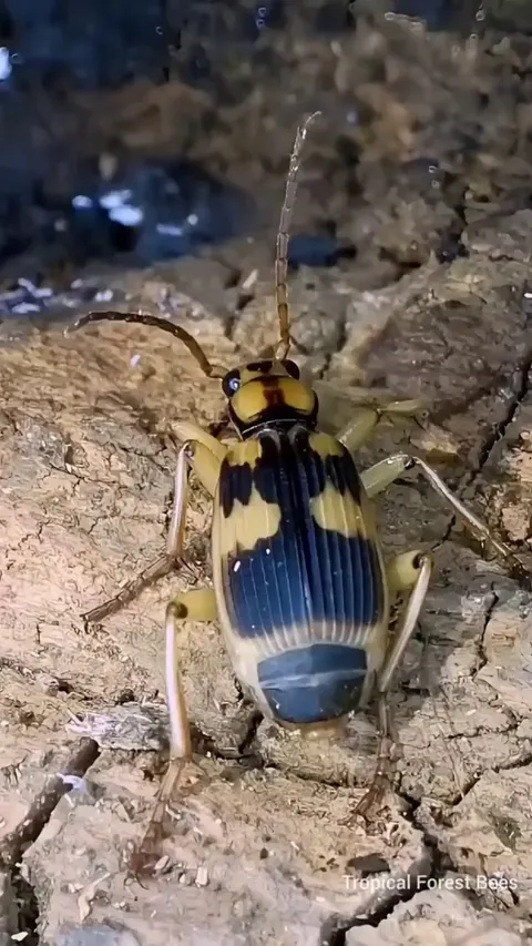Bombardier Beetles spray boiling acid (212° F)as a defence mechanism against predators.