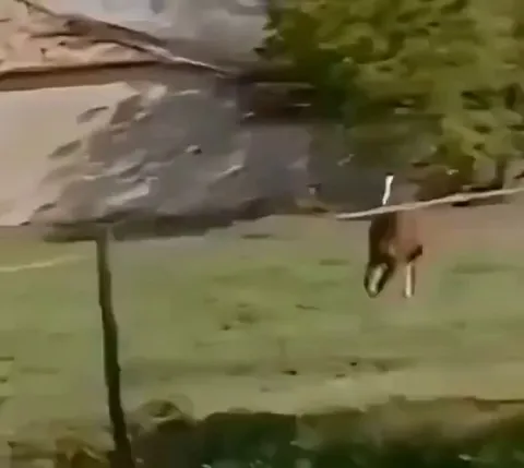 This horse waited his whole life for this moment.