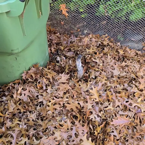 Sprinkles loves this time of year.