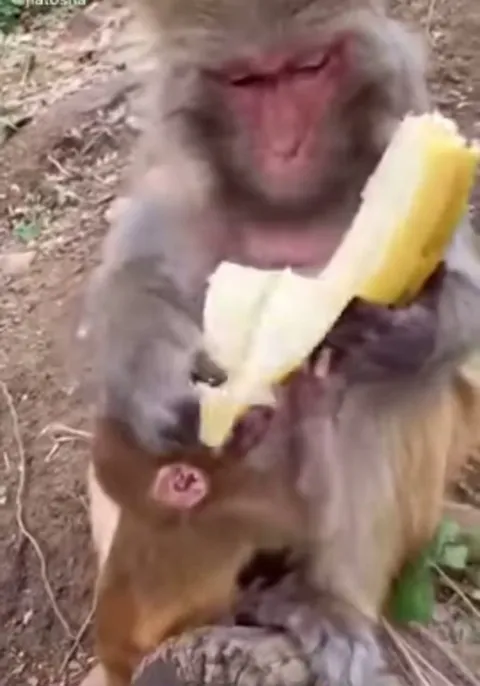 Even Monkeys do not eat the banana strings.