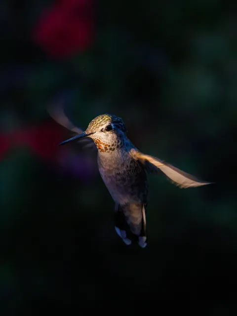 ITAP of a hummingbird