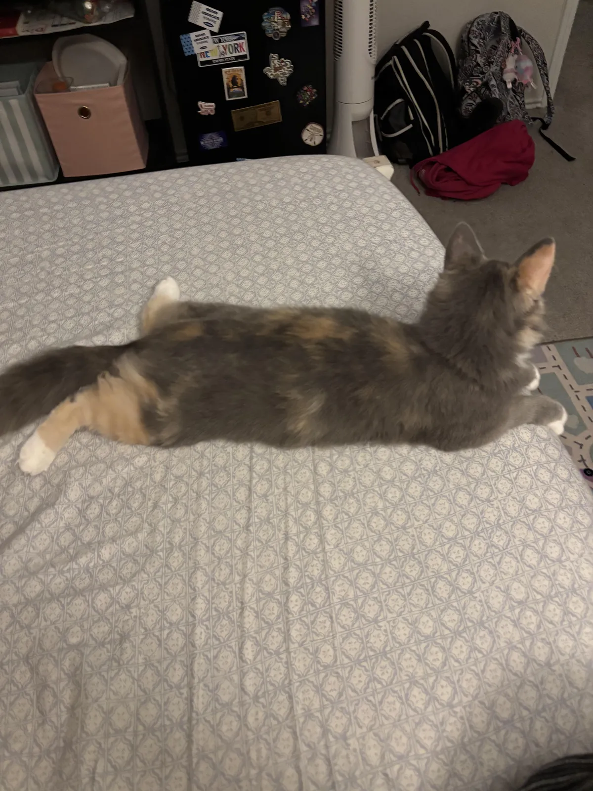 My sweet baby is in critical condition and i need support