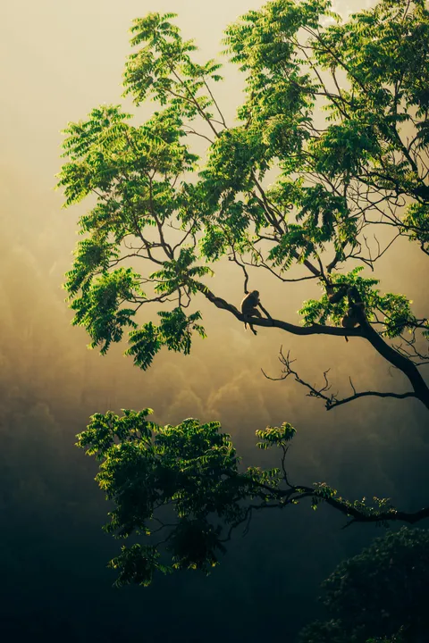 ITAP of Monkey in the valley.