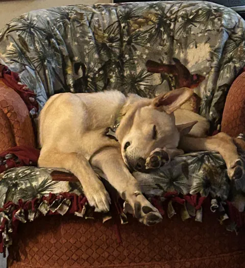 Dog sitting this derp, Qibli 