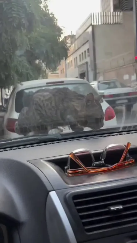 I pee where I want. Try and stop me!