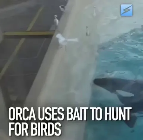 Orca uses bait to hunt the birds