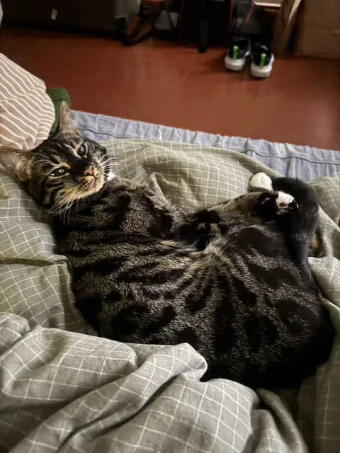 Lying on my bed when i wake up~