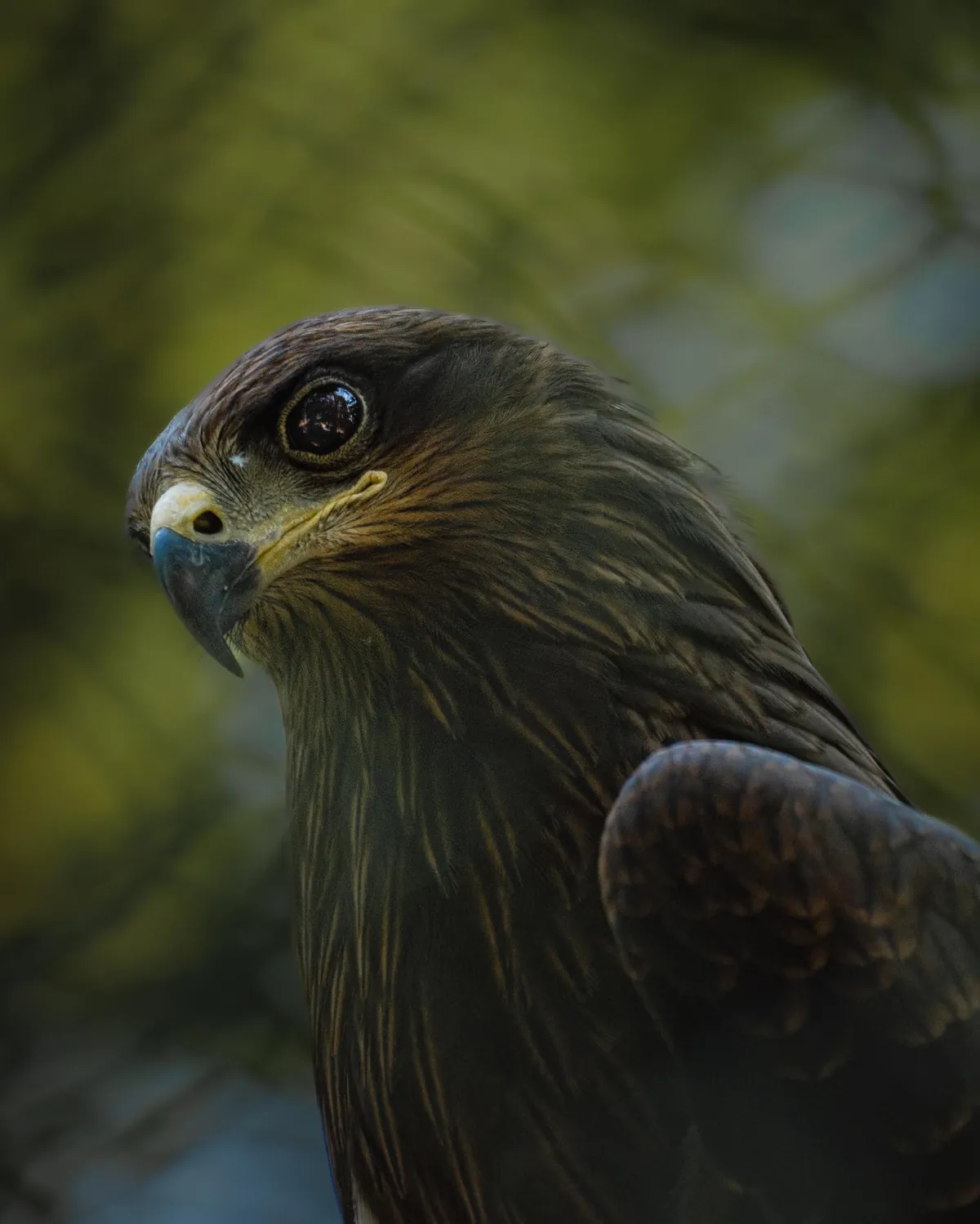 ITAP of a Black Kite.