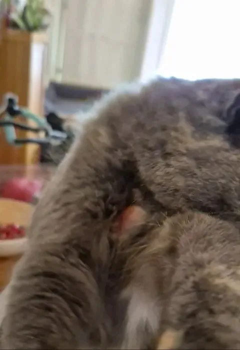 This is how my little weirdo likes to be petted