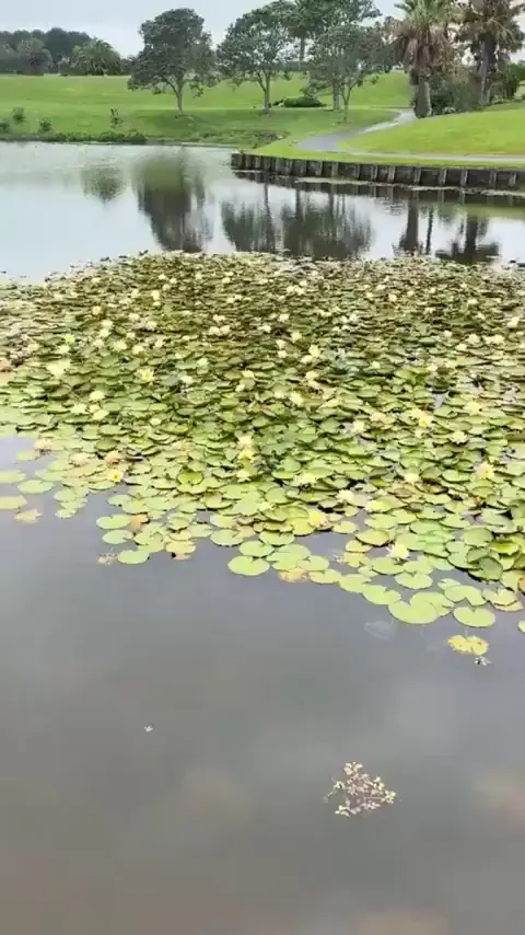 oh to be a little duckling tip tapping across a a bed of water lilys.. 🪷