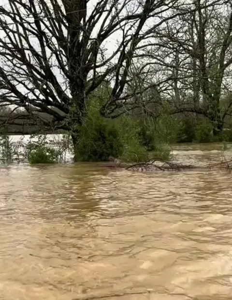 Guy saves a wild rabbit stranded on a tree during a flood