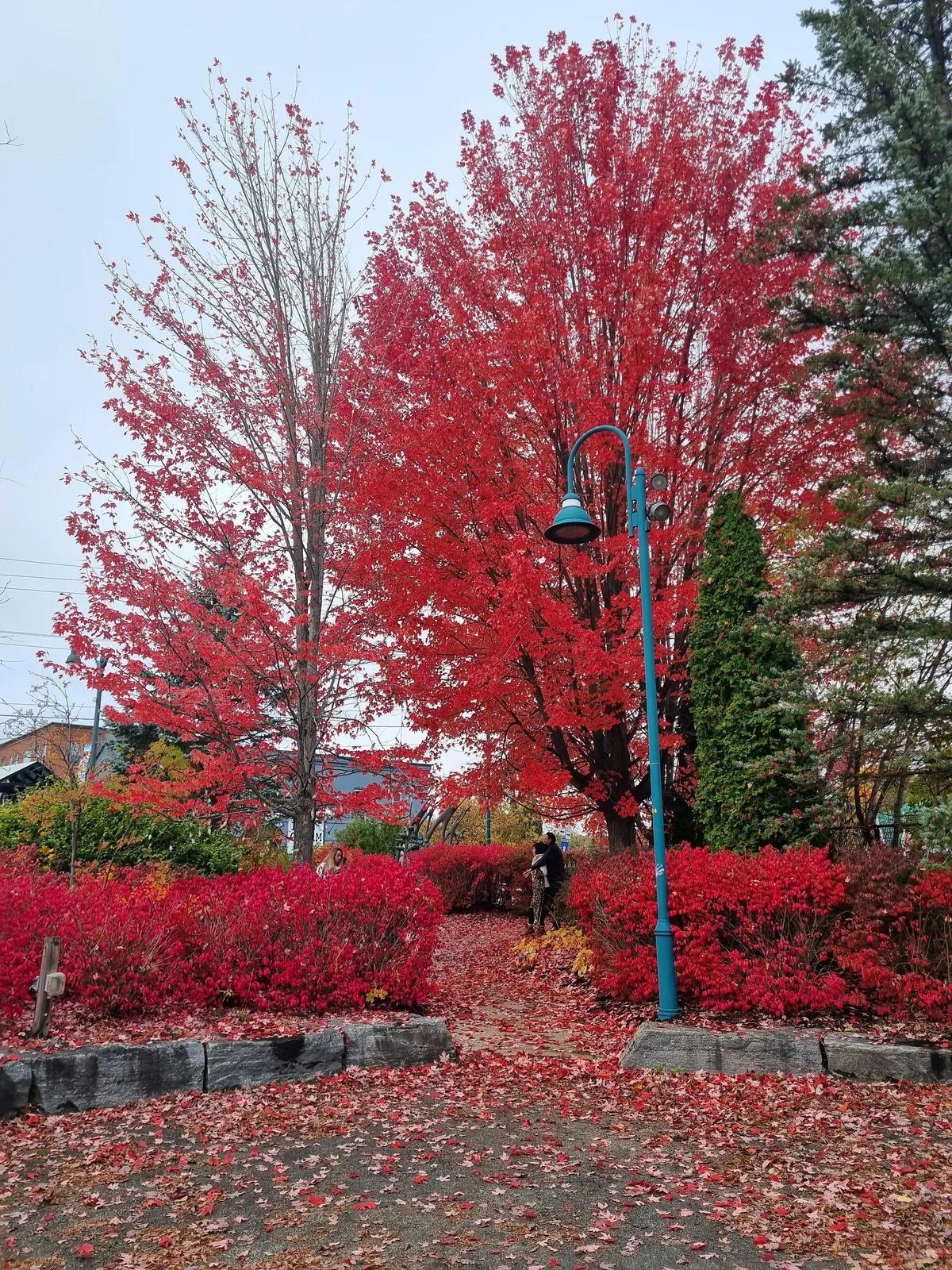 Fall Colors in Muskoka