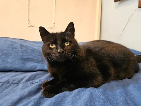 This lady is Peanut. She is a member of the local feral cat colony I take care of. This winter she had had enough of the cold, and decided she was going to move inside. She didn't ask me beforehand, but I guess it's acceptable. She is very sweet.