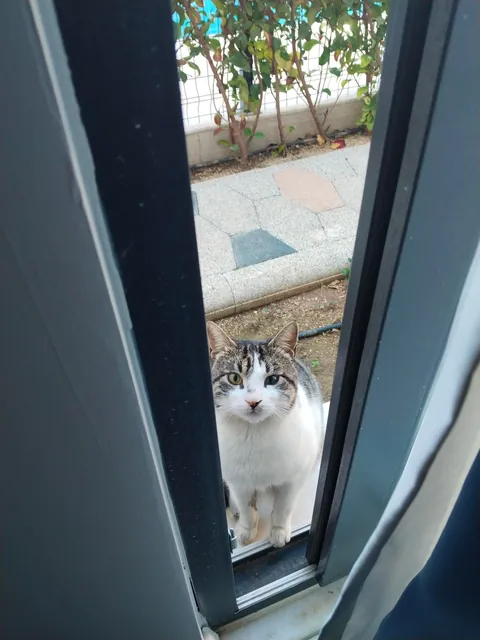 A cat came to visit my hotel room