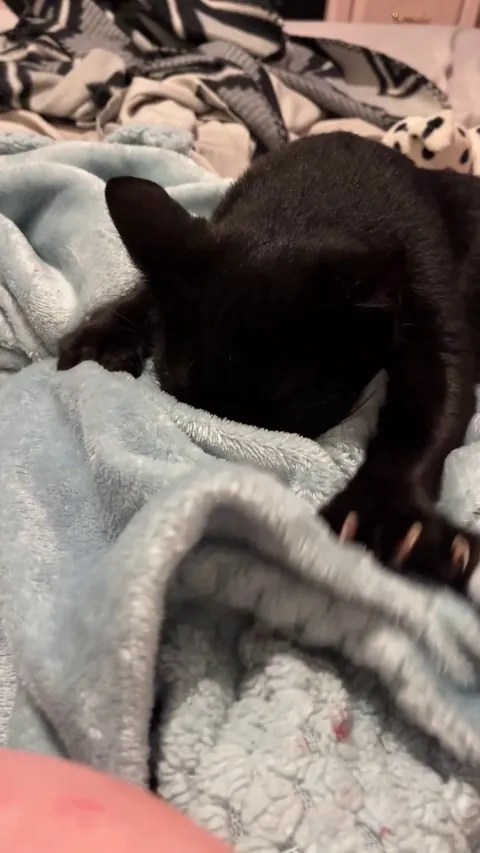 Opal is very serious about her bed-kneading.