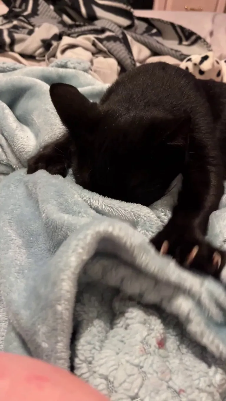 Opal is very serious about her bed-kneading.