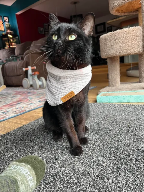 This sweet boy showed up at our house two weeks ago. 