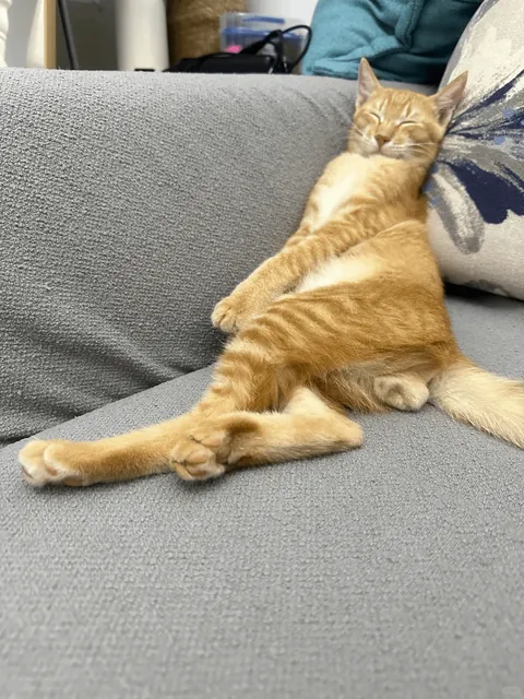 whose kitten sleep like this? 🤣