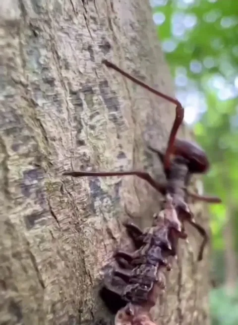 🔥the lobster moth caterpillar, named for its bizarre, crustacean-like appearance