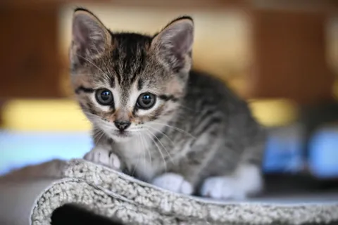 Rescued from the middle of traffic as a kitten. She was so tiny back then!