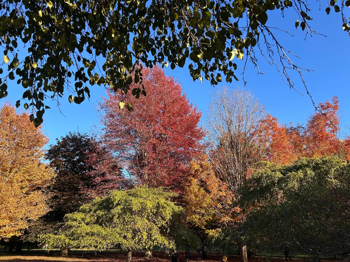 My lived-in apartment on an autumn morning + color palette inspo 🍁