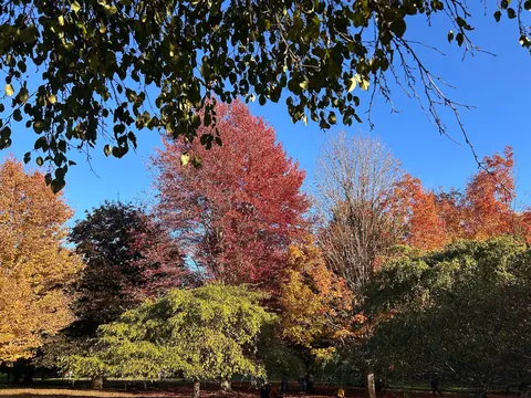 My lived-in apartment on an autumn morning + color palette inspo 🍁