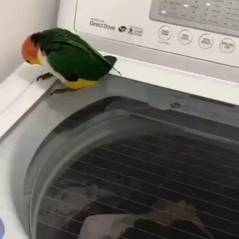 When the laundry's just too exciting