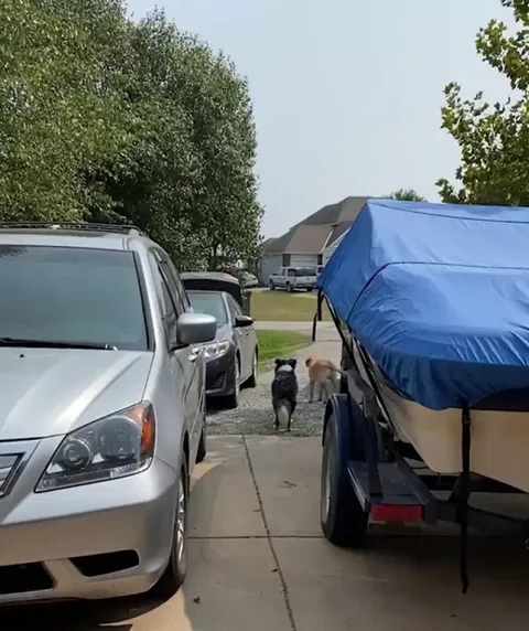 Good boy is so happy and proud of himself being able to help bring the groceries in