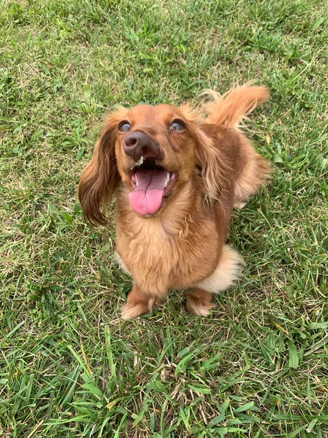 Cleft nose dachshund! I’d say she is pretty rare! ❤️