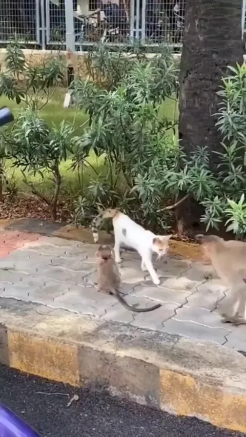 welcome to the macaque family