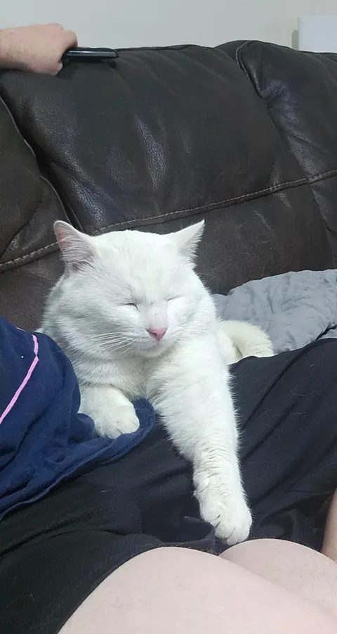 Just adopted my first kitty