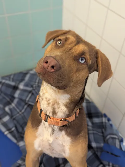 This is Cheddar 🧀 He lives at the shelter, and his head tilt game is strong 💙