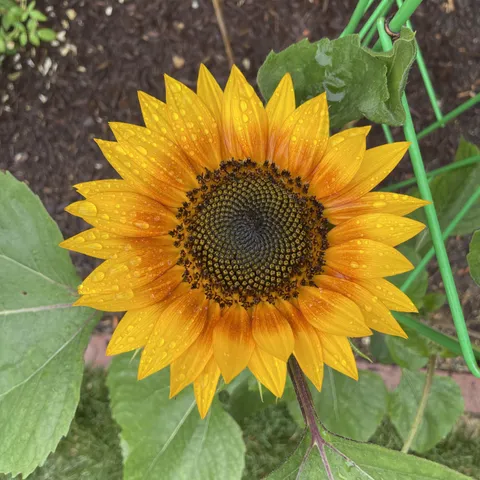My sunflower bloomed