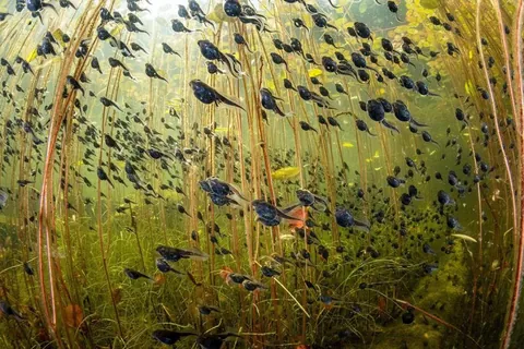 🔥 Tadpoles. Shane Gross, wildlife Photographer of Year 2024