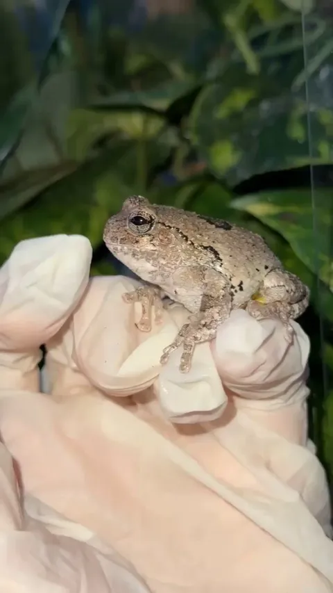 A brutal frog attack. Uncensored.