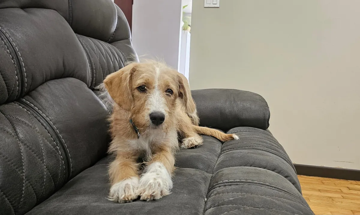 Our Skye puppers🥰