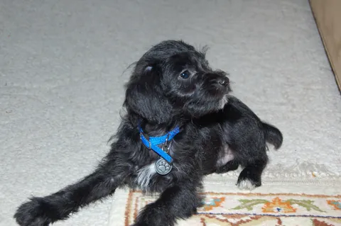 My 15 yr childhood dog looks almost the same as the day we got him!