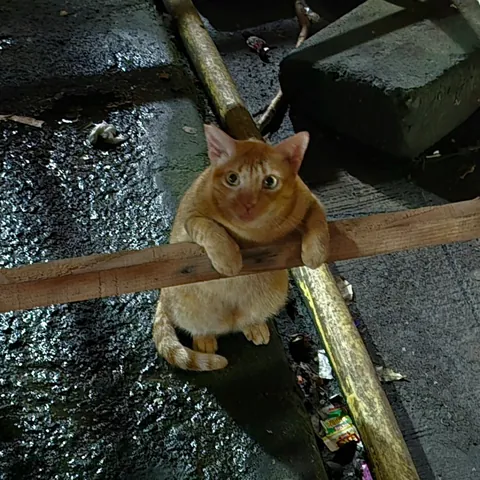 lil dude was sitting like a distinguished gentleman