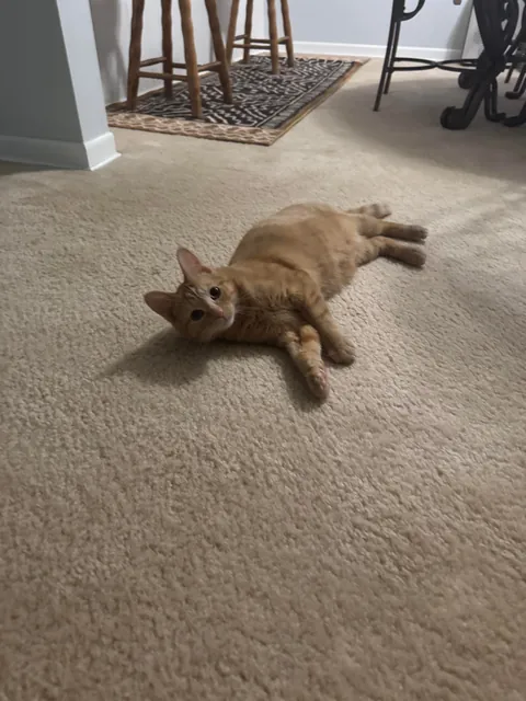 Adopted these boys today 🥰