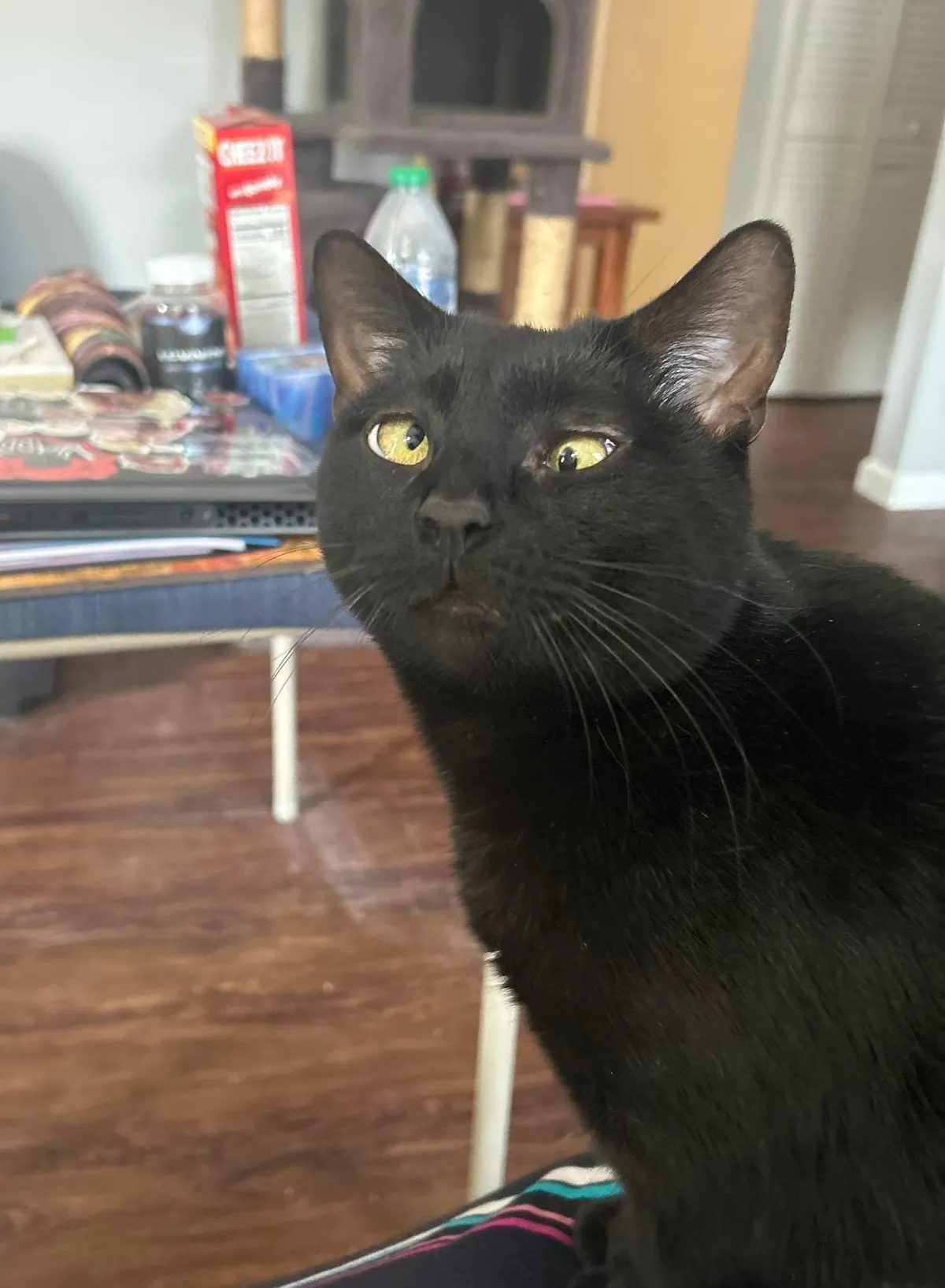 Look at my dumb son.