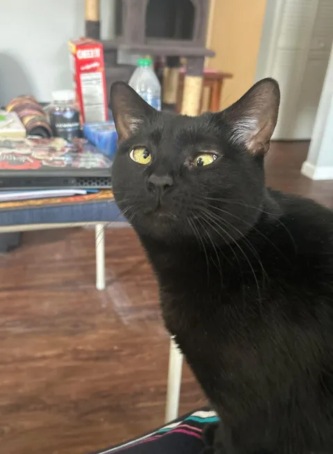 Look at my dumb son.