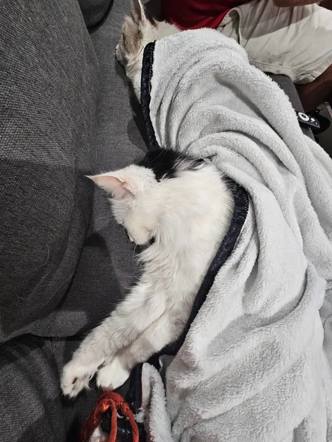 Tomorrow will be Bowies last day. Wish him happy birthday