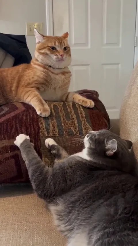 Cat Slap